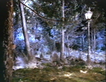 A boy walks through a forest in Narnia.