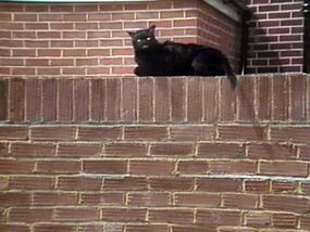 Kitling-On-ColwinAvenue-Wall.jpg