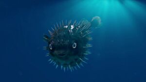 Pufferfish observed by the Doctor.jpg