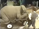 Scott walks up to the prop standing-in for Lulu the elephant. Scott: "Wake up, elephant!"