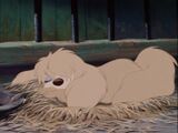 Peg sleeping in the Pound in Lady and the Tramp.