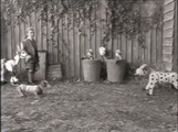 A boy walks through the garden as Muffin the Mule, Sausage the dog, and Spotty Dog are present.