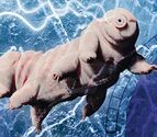 Tardigrade.jpg