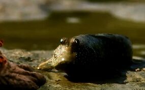 Mudskipper (TLOTL).jpg