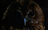 Owl closeup MI5.jpg